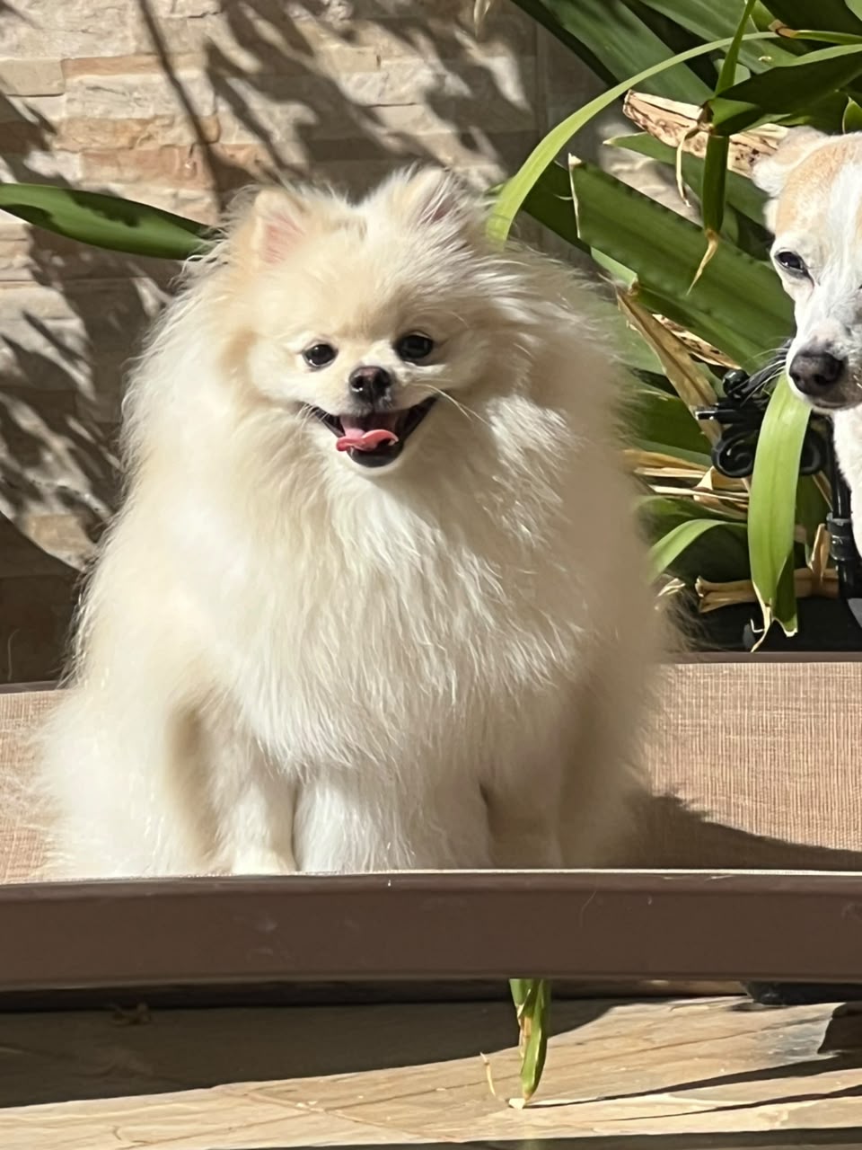 Lulu da Pomerânia branco sorrindo ao sol durante hospedagem na Casa Pet Votorantim