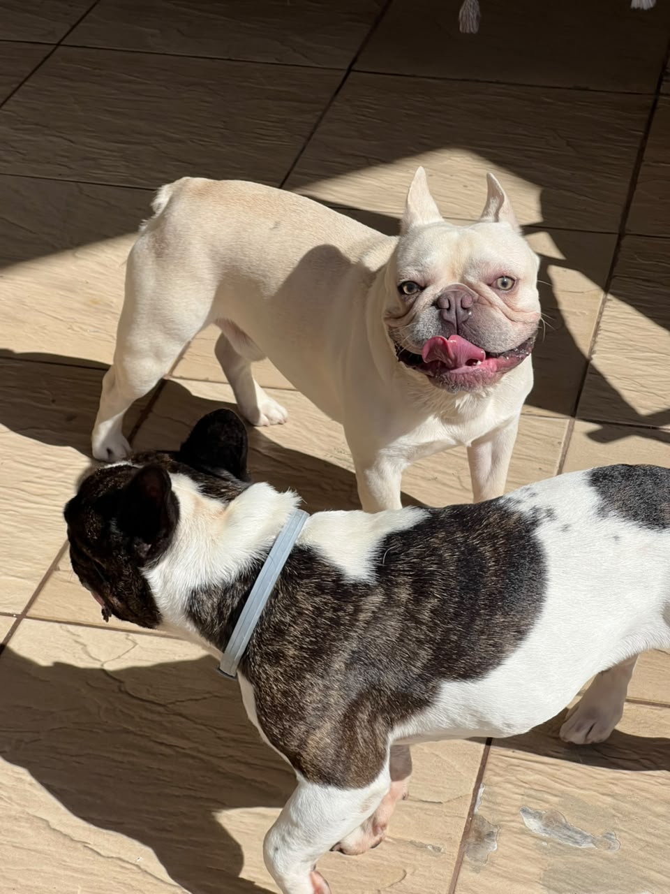 Dois buldogues franceses brincando no quintal da Casa Pet Votorantim