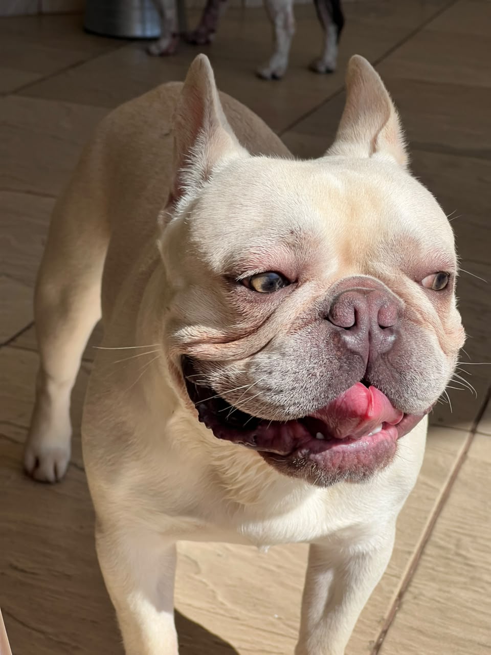 Cão hóspede feliz e seguro na hospedagem para cães em Votorantim