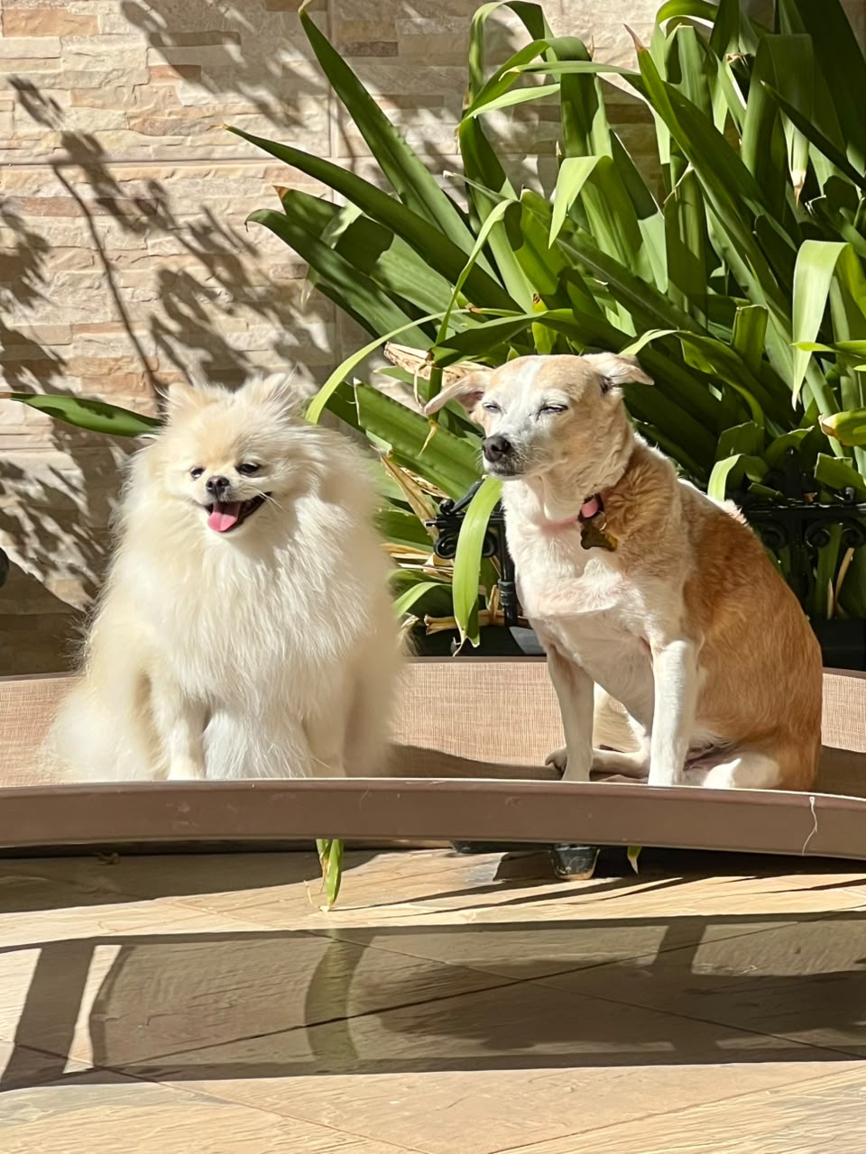 Cão hóspede feliz ao sol na hospedagem para cães em Votorantim SP