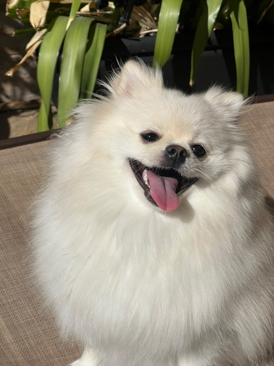 Cãozinho branco fofo curtindo o dia na Casa Pet Votorantim
