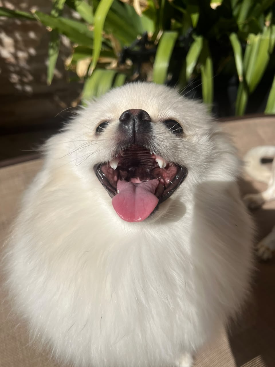 Lulu da Pomerânia de língua de fora, feliz na hospedagem em Votorantim SP