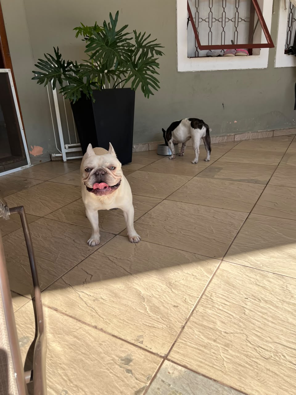 Pet bem cuidado durante hospedagem para cães em Sorocaba e Votorantim