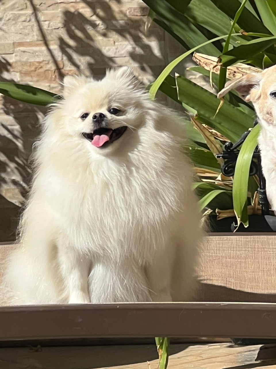Lulu branco sorridente no jardim da Casa Pet Votorantim