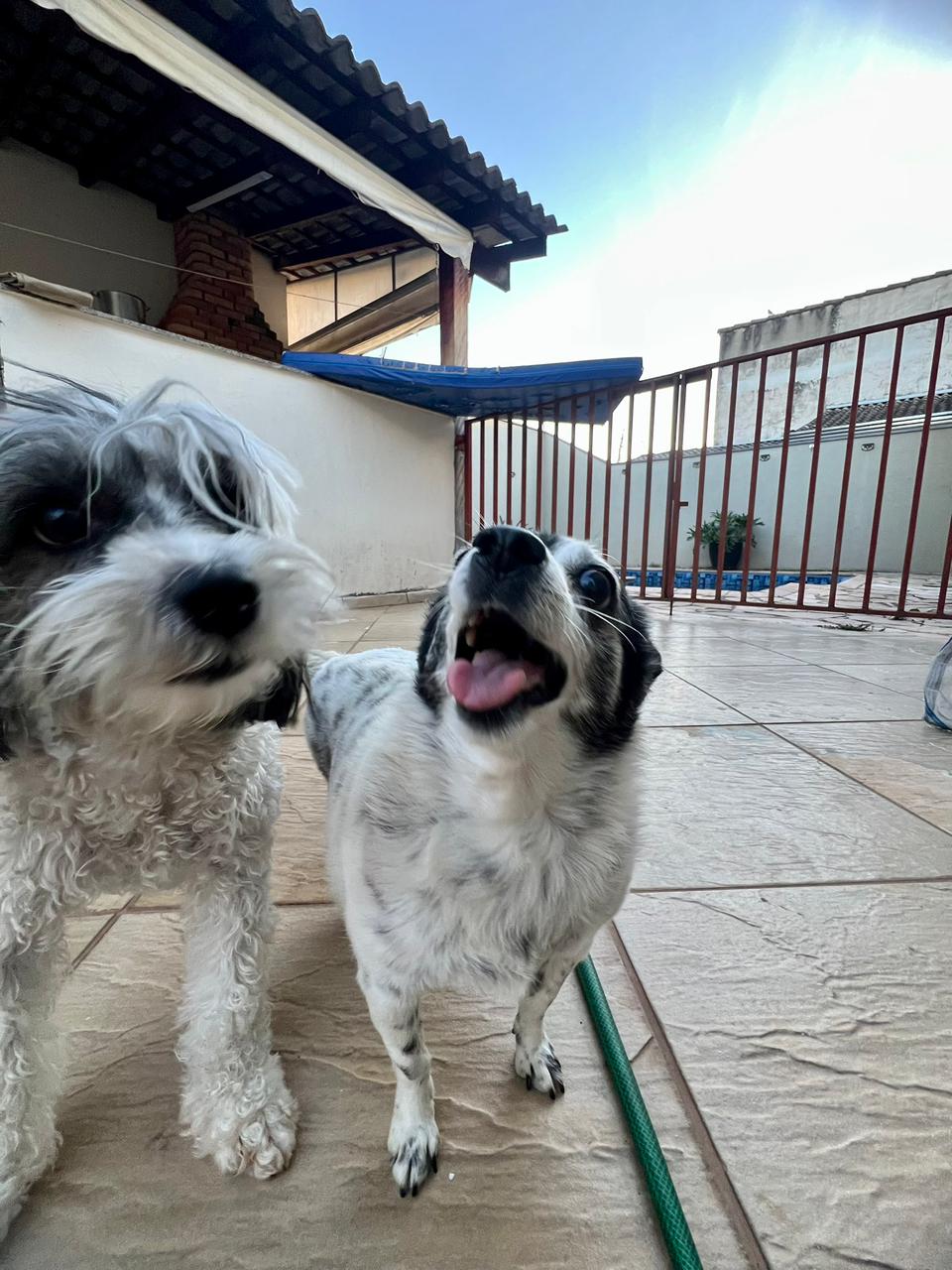 Cães hóspedes brincando no pátio da Casa Pet Votorantim