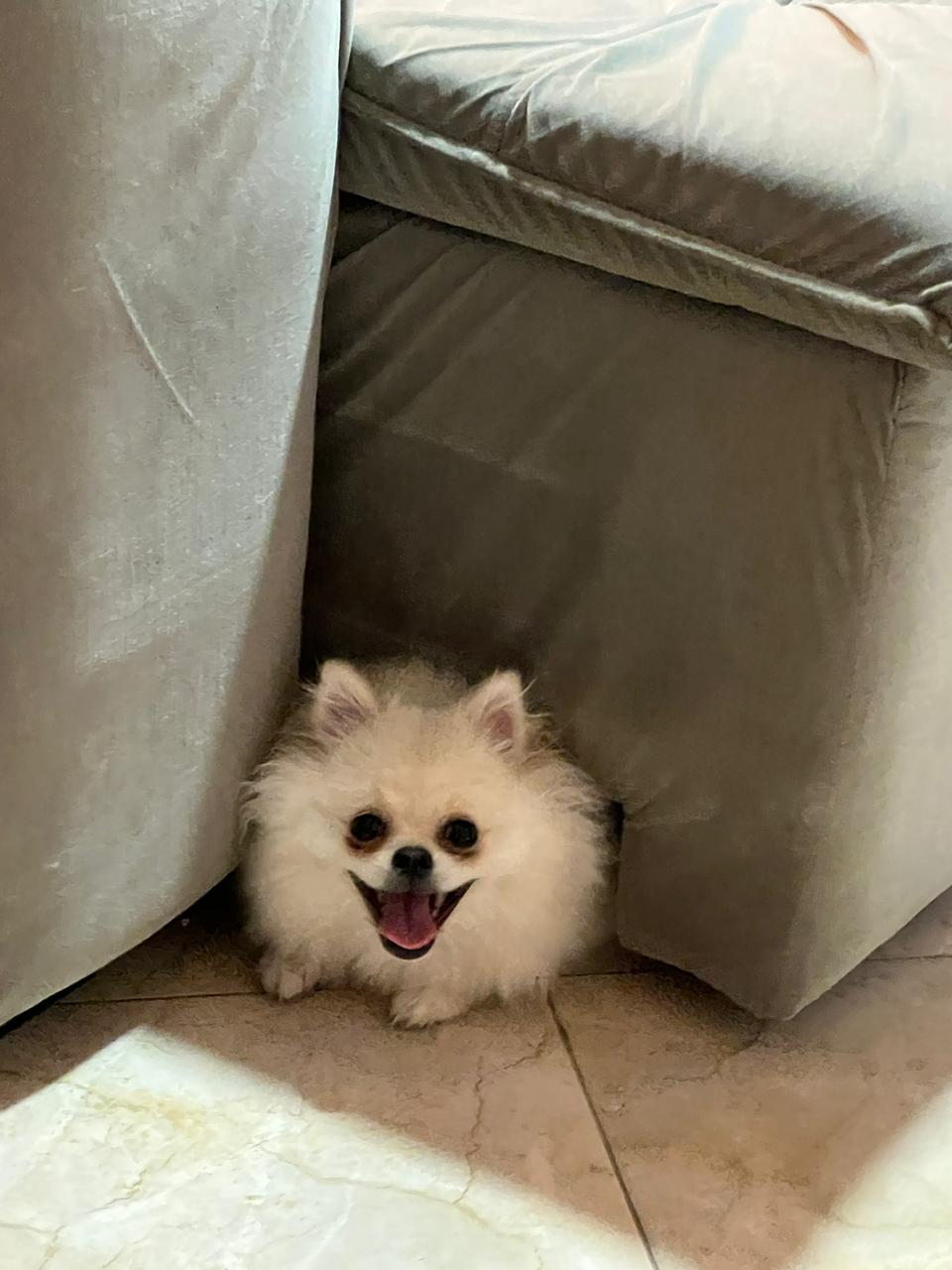 Cachorro feliz durante hospedagem nas férias em Sorocaba
