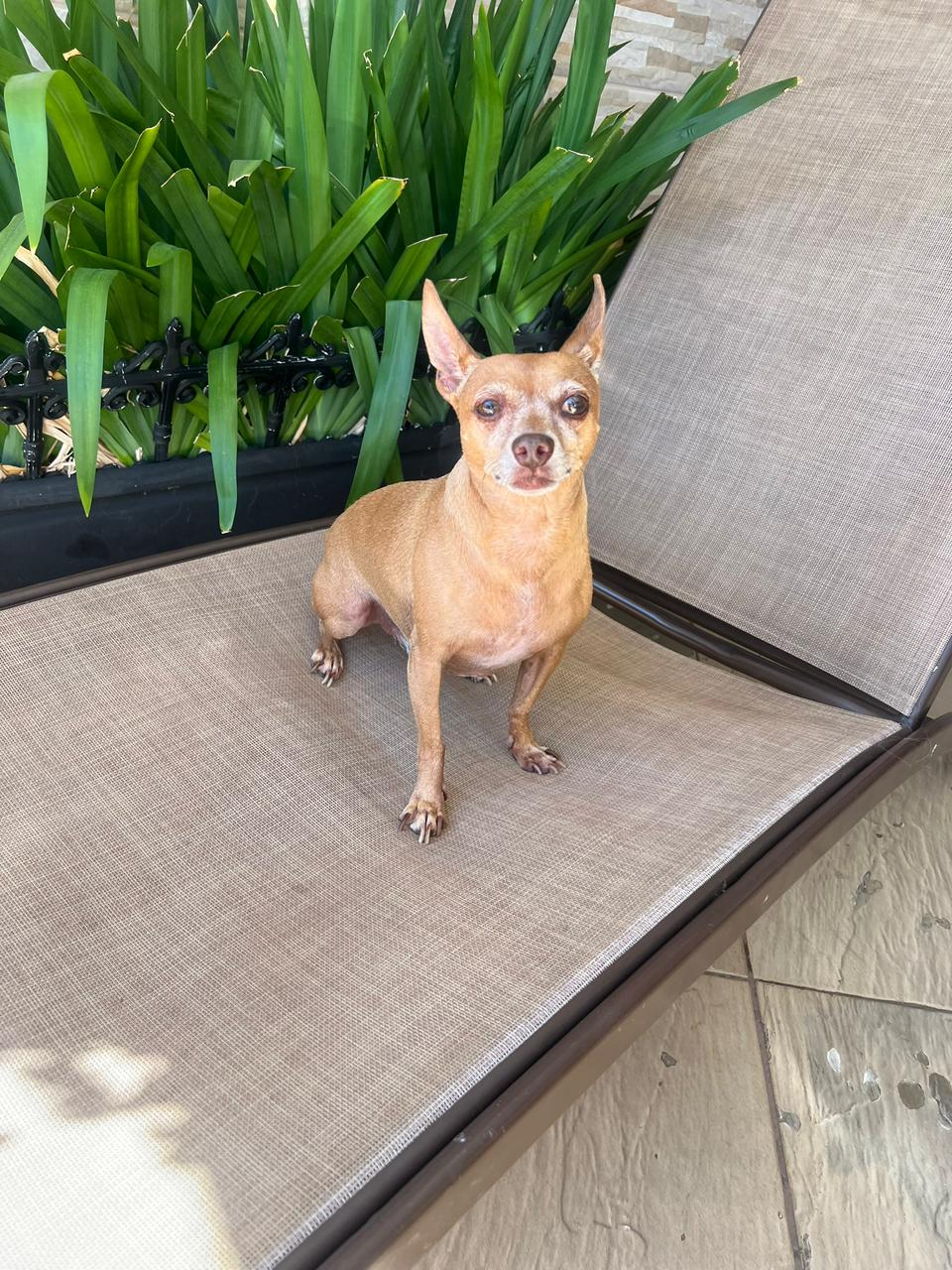 Hóspede da Casa Pet Votorantim feliz e seguro