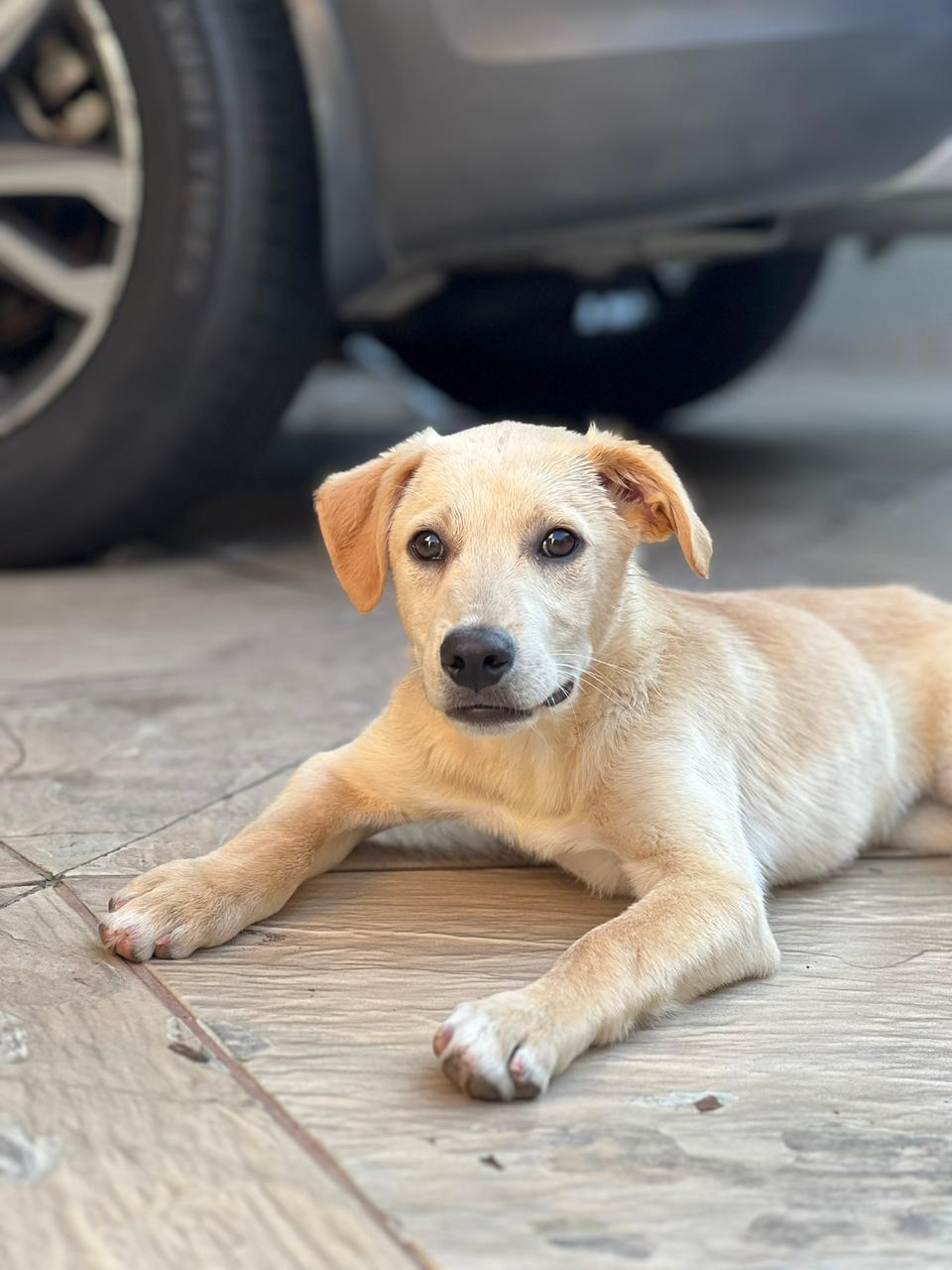 Hóspedes da Casa Pet Votorantim em harmonia