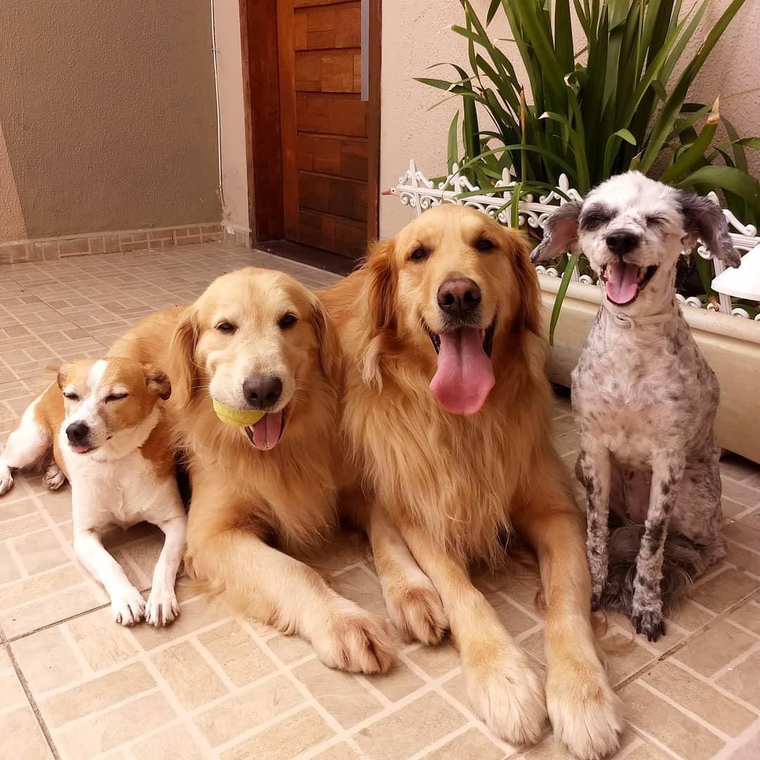 Cães hóspedes no quintal da hospedagem em Votorantim SP
