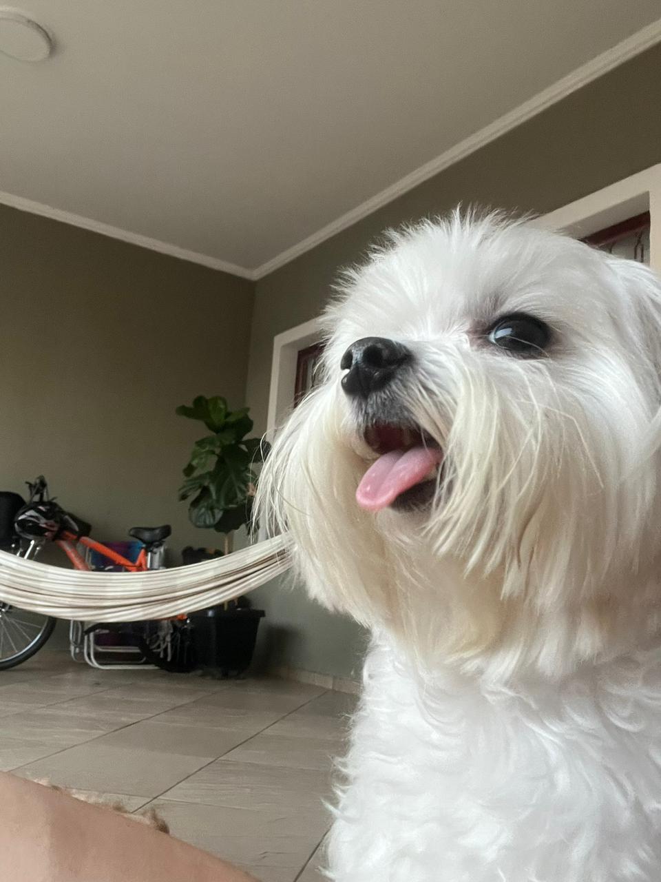 Cão aconchegado em hospedagem domiciliar