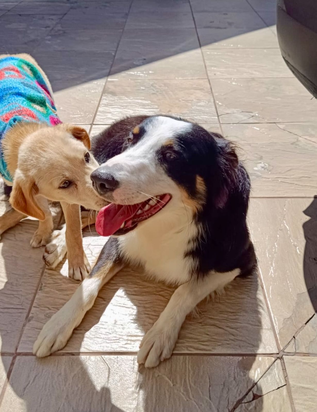 Hóspede feliz na Casa Pet Votorantim